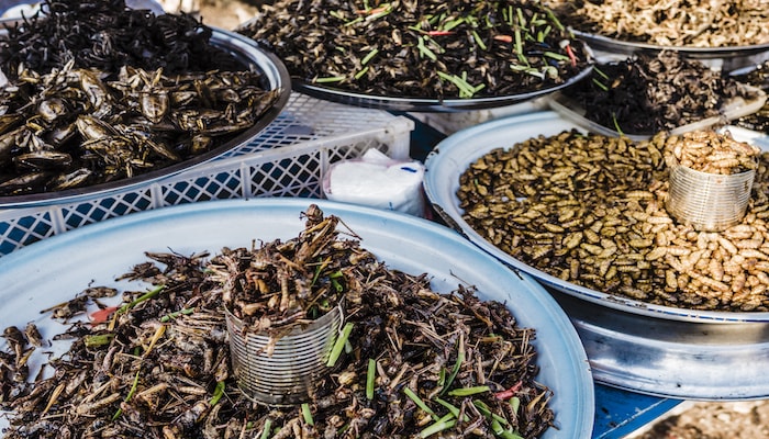 Is eating insects the future of sustainability
