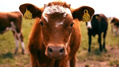 Cow's grazing | DNAfit Blog 